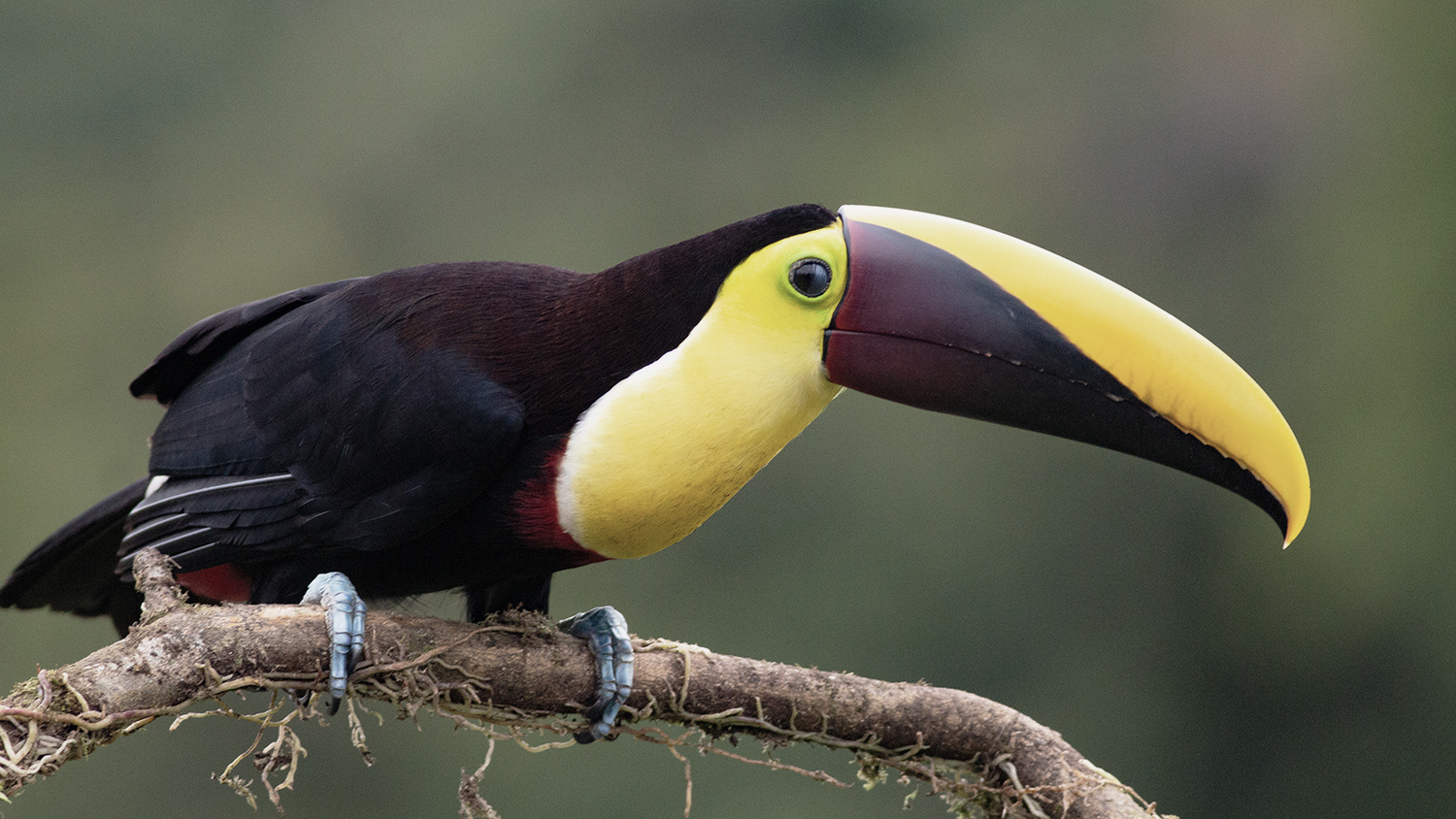 Yellow-throated Toucan